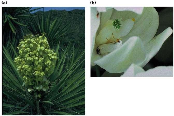 POLLINATION Yuccas (Yucca) Yucca moths (Tegeticula) mutually beneficial obligate for
