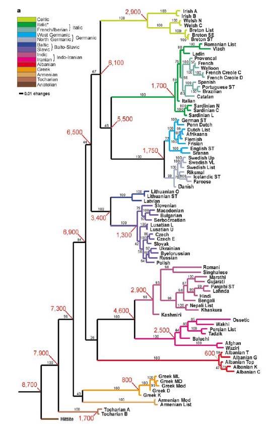 6. Linguistics. An interesting application of phylogenetic methods is to the discipline of linguistics.