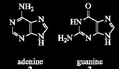 Other Models Kimura s 2-parameter model: A,G - purines; C,T - pyrmidines Two different rates purine-purine or pyrmidine-pyrimidine (transitions)