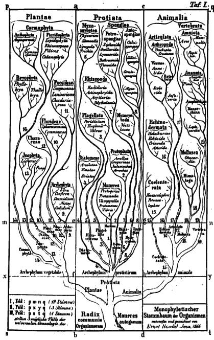Phylogenetic basis of systematics Linnaeus:! Ordering principle is God. Darwin:!