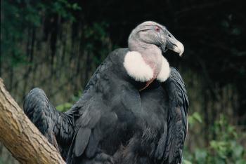 and old world vultures seem to be closely related based on morphology.