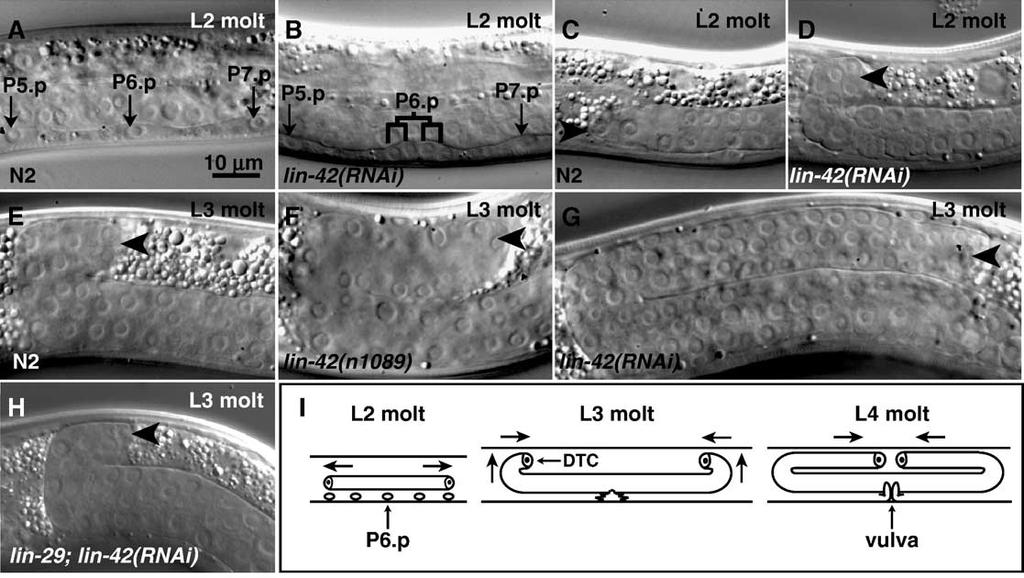 38 J.M. Tennessen et al. / Developmental Biology 289 (2006) 30 43 Fig. 3. Novel phenotypes revealed by lin-42(rnai). In all micrographs, anterior is to the left and dorsal is at top.