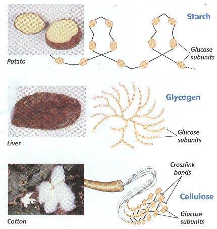 c. Polysaccharides include starches, cellulose, and glycogen d.