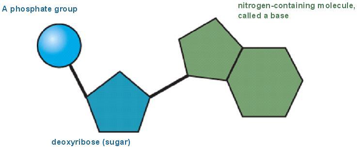 Nucleotides are made of sugar,