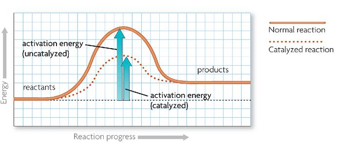 V. Enzymes (2.5) A. A catalysts lowers activation energy 1.