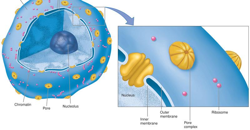 Nucleus Nuclear pore complexes fuse inner and outer membranes together Small molecules can diffuse through pore Proteins, RNA must be
