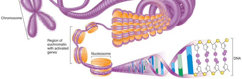 13 Chromatin Is made of DNA and its associated proteins (=histones) Histones are positively charged and form spools around which negatively