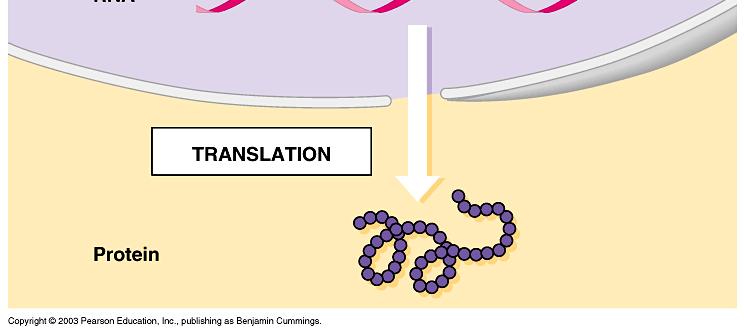 turned into a mrna sequence Translation occurs when