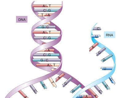 used? RNA Synthesis Only one strand of DNA contains