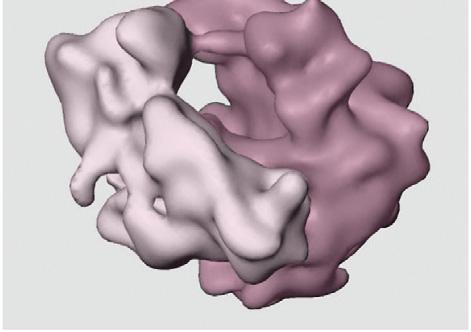 Ribosomes Are protein factories Where cell's proteins