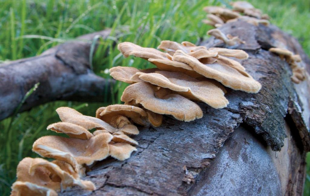 Fungi may be decomposers, pathogens, or mutualists. Fungi and bacteria are the main decomposers in any ecosystem.