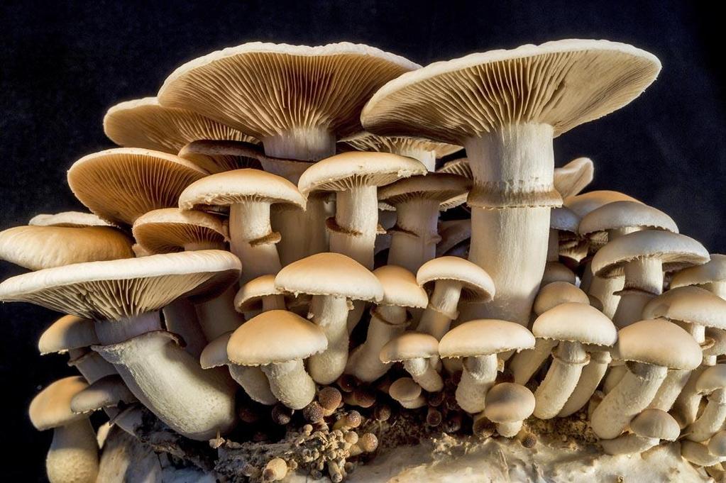 Fungi are studied for many purposes.