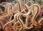 Also, in one echinoderm group, the sea cucumbers, partial bilateral symmetry is retained in the adult stages -- sea cucumbers are somewhat worm like.