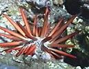 tropical urchin, Toxopneusta, has only a few spines but its surface is covered with another defensive structure -- highly poisonous pedicellaria.