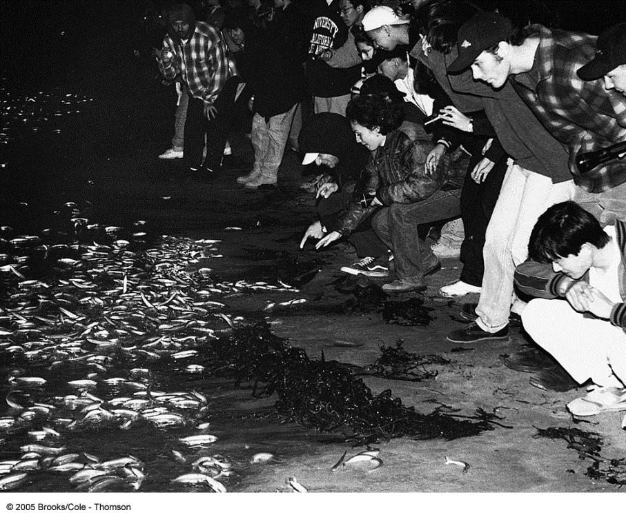 CA Grunion (Leuresthes) Reproduction Come out of water to spawn (lay &