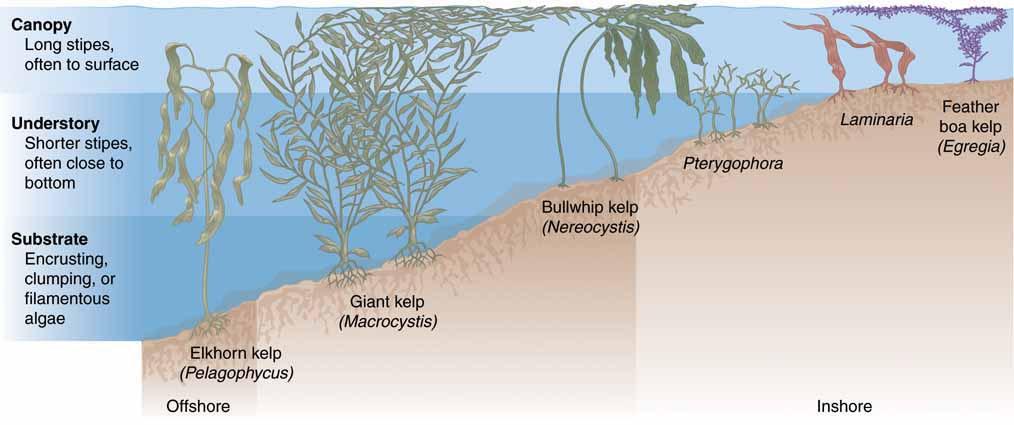 Kelp Forests Dominate subtidal areas w/