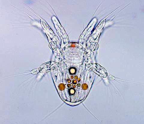 Benthic Larval Dispersal
