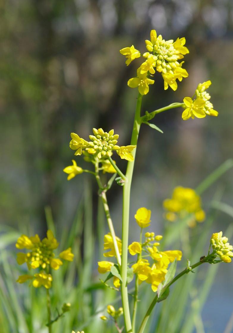 Name: Date: Field Mustard: Field mustard plants have evolved in response to an extreme, four-year-long drought in southern California, which some sources have linked to global warming.