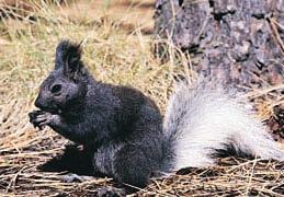 Figure 2 shows two species of squirrels that live on opposite sides of the Grand Canyon.