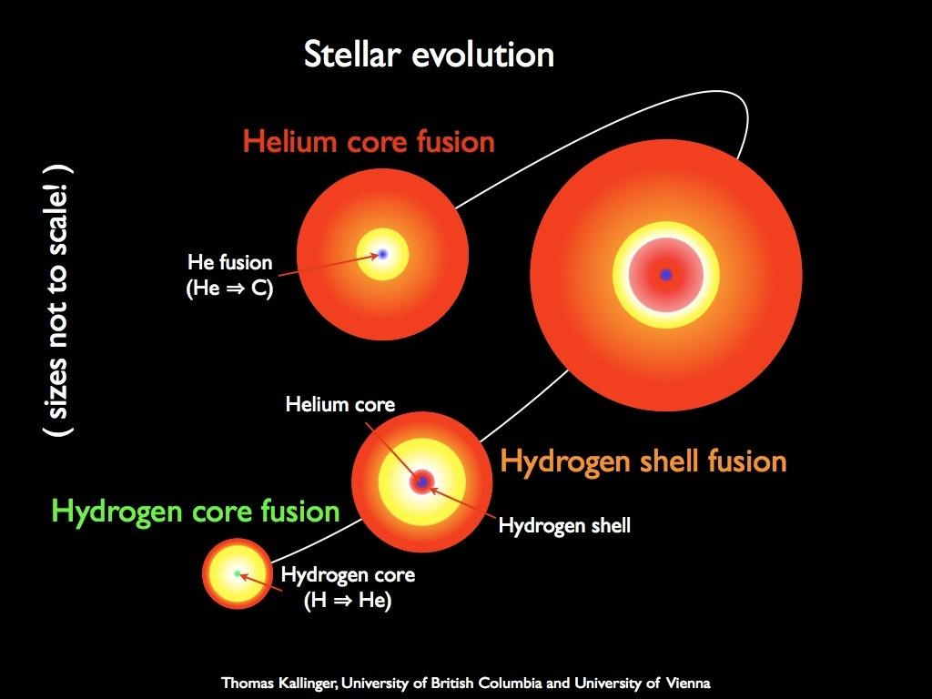 Stellar evolution In general, stars will burn heavier nuclei as they