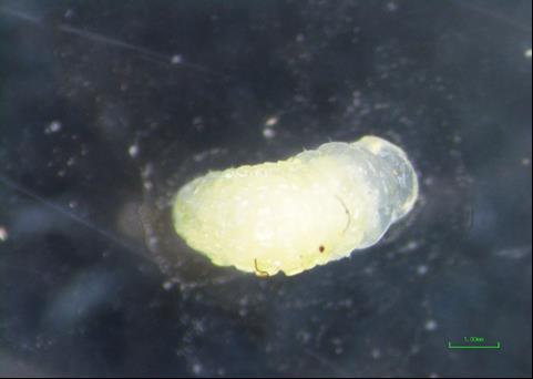 instar larva