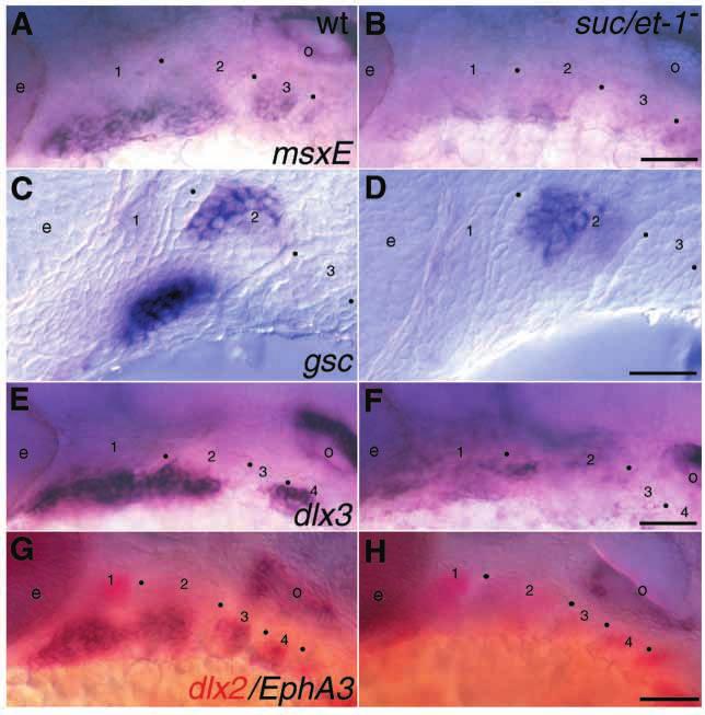 3822 C. T. Miller and others Fig. 6. suc/et-1 is required for ventral neural crest specification in the arch primordia.