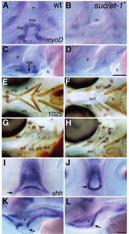 sucker encodes a zebrafish Endothelin-1 3823 Fig. 7. suc/et-1 is required for later mesodermal and endodermal patterning in the pharyngeal arches.