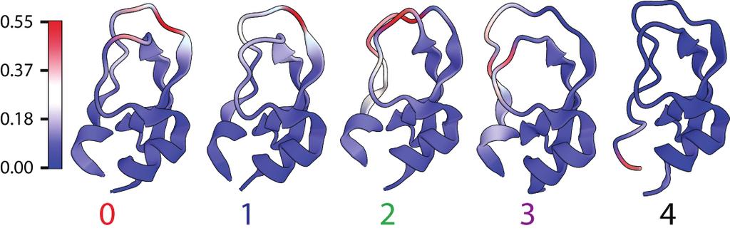 Fig. S9. The most discriminative amino acids for each state of folded BPTI. The figure shows a representative structure for each cluster (see supplementary snapshots of the BPTI trajectory).