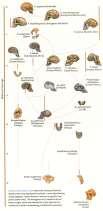 hominids many species many intermediate forms documents trends show mosaic