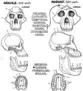 Australopithecus Homo habilis: similar to gracile Autralopithecus, but had larger brain, tools