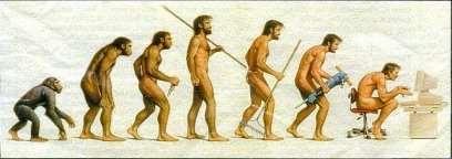 Hominin evolution What is a primate?