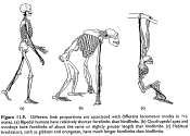 Hominoids No tails Only gibbons and orangs are arboreal Variable feeding preferences (gorillas folivores, orangs vegetarian, rest fairly omnivorous) Split from Old World Monkeys ~ 25-30 Mya
