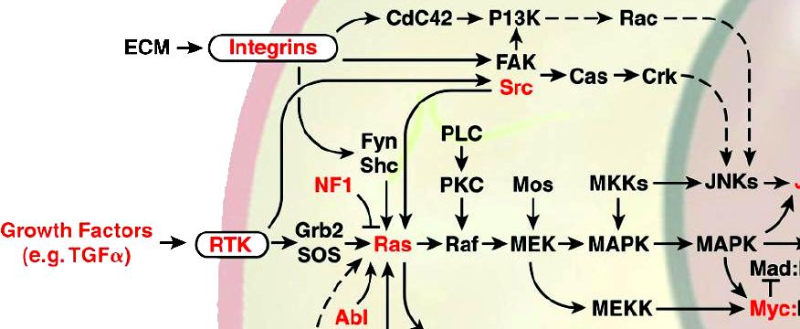 Signaling Through Growth Factor Receptors Ligand (Extracellular molecule) Membrane receptor