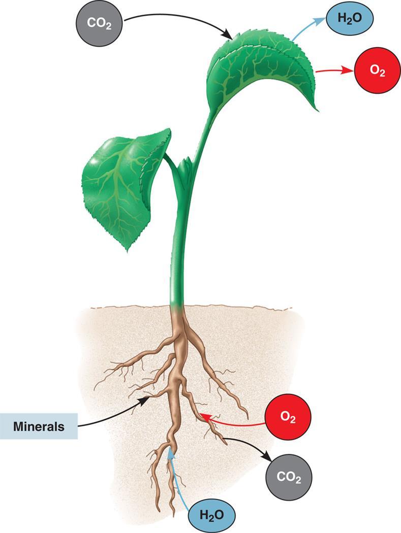 Significance of CEC uptake of nutrient ions from plant roots occurs from solution only as cations are absorbed into the roots, they are replaced in the soil solution by H + ions when the exchange