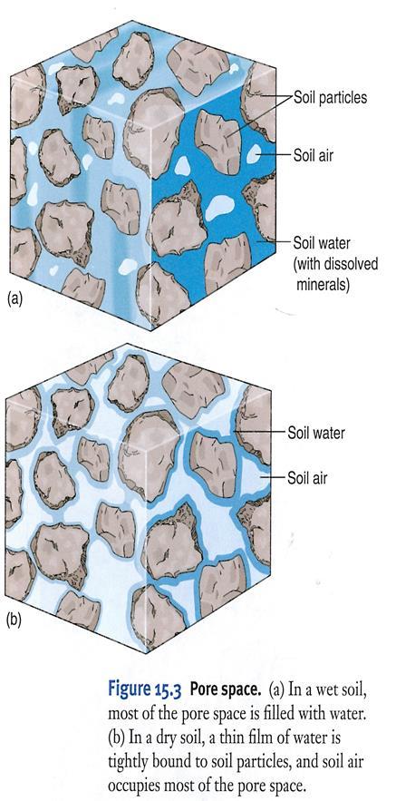 Soil Composition- Soil Water a. Not all water in soils is available to plants. b. Water is held within soil pores with varying degrees of tenacity. c.