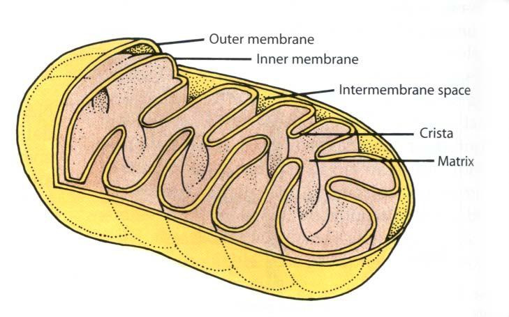 Mitochondria & Chloroplasts Important to see the similarities transform energy generate ATP double
