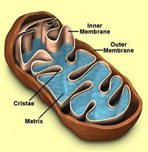 Mitochondria Function cellular respiration generate ATP from breakdown of sugars, fats & other fuels in the presence of oxygen