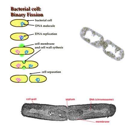 Dividing Mitochondria Who
