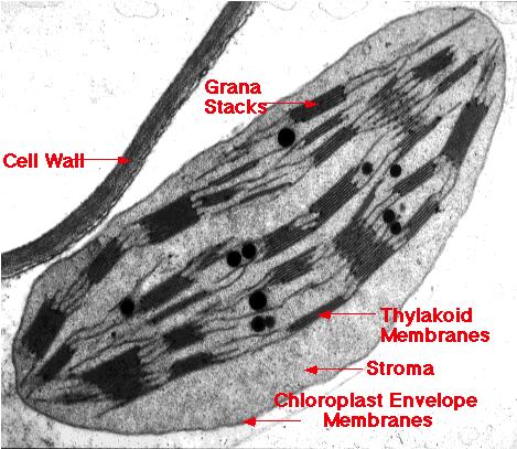 Chloroplasts Chloroplasts are plant organelles class of plant structures = plastids amyloplasts store starch in roots & tubers chromoplasts store