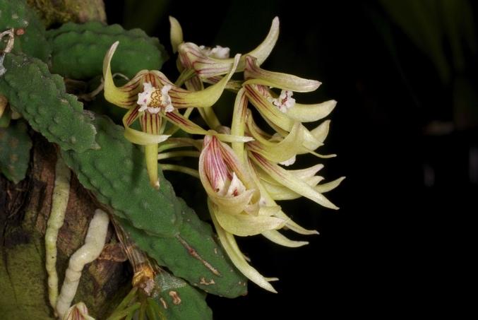 Dockrillia cucumerina Cucumber bulb dockrillia, gherkin orchid Found in Queensland and NSW this epiphytic species grows on River Oaks near watercourses at
