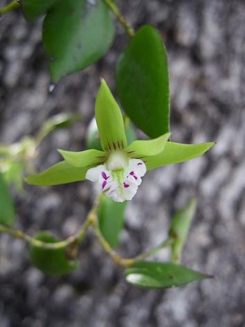 An epiphyte and lithophyte it occurs in coastal rainforest, mangroves and paper bark swamps (9).