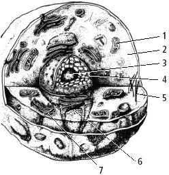 Name Assignment #3 Section 7-3: Structures and Organelles In your textbook, read about structures and organelles. Label the diagram of a typical animal cell.