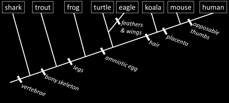 According to the diagram, what organisms are most closely related to eagles? 8. When comparing trout and frogs, what is a derived trait for frogs?