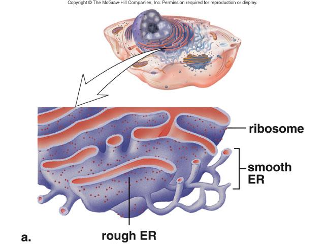 Nucleolus-DNA&proteins to synthesize ribosome Ribosomes(protein+rRNA)-place to make protein Endoplasmic Reticulum-membranous