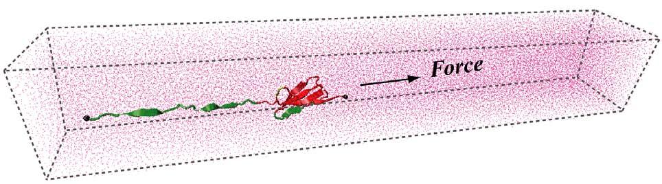 Stretching FN-III 1 : Pronounced Intermediate SMD simulations (150,000 atoms) M. Gao, D. Craig, O. Lequin, I. D. Campbell, V. Vogel, and K. Schulten.