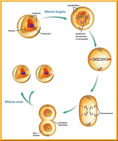 The Mitotic Phase During mitosis, the contents of