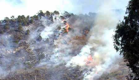 Fires on forest and human settlements: A total of 803 forest fires damaging