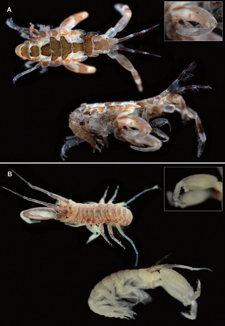 Figure 1.- A. Jassa marmorata. Male, entire body (dorsal and lateral view) and gnathopod (inset).