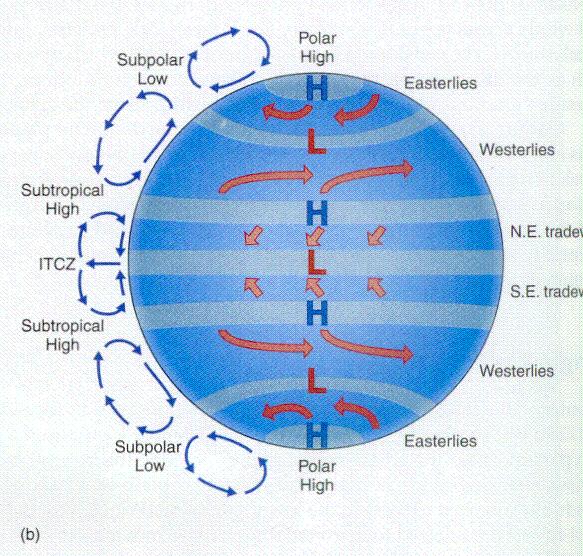 Ferrel Cell Indirect cell Caused by turning of the