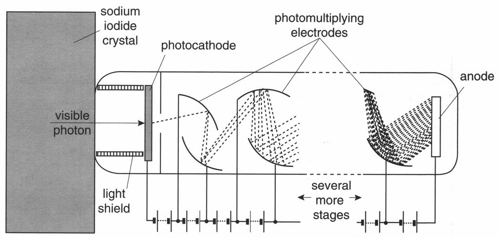 25 This question is about the photomultiplier tube in a gamma camera. Fig. 25.
